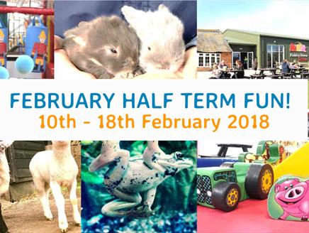 February Half Term at Finkley Down Farm
