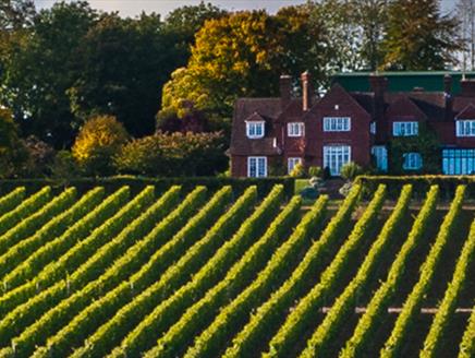 Wine Education Open Day at Hambledon Vineyard