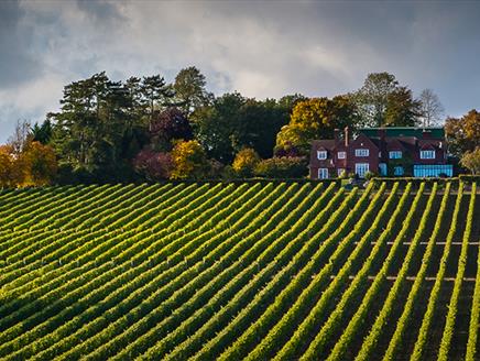 Hambledon Vineyard Cheese and Wine