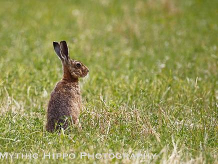 Wildlife Photography Walk and Workshop of The Cholderton Estate