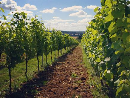 Tour & Tasting at Hattingley Valley Vineyard