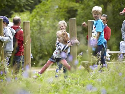 Big Tree Climbing at Hinton Ampner