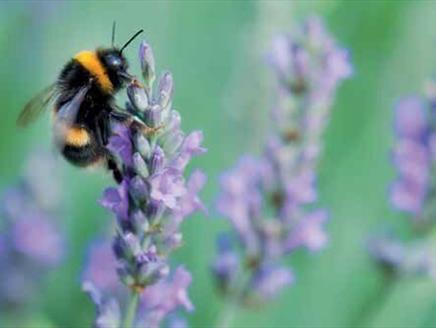 Health and Wellbeing Course at Sir Harold Hillier Gardens