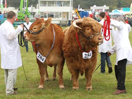 Royal County of Berkshire Show at Newbury Showground