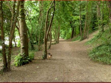 Walk in the Woods - Hilsea Lines