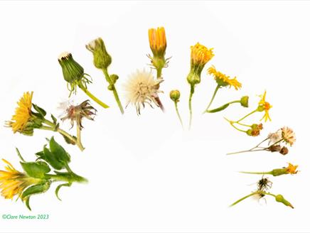 Exhibition: Seeds of Change at Gilbert White's House & Gardens