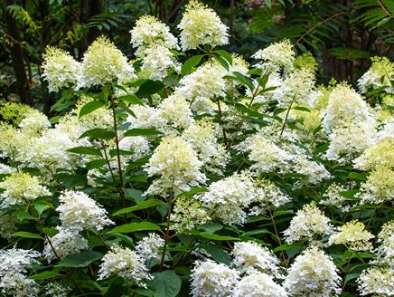 Seasonal Spotlight tours - Hydrangeas at Exbury Gardens & Steam Railway