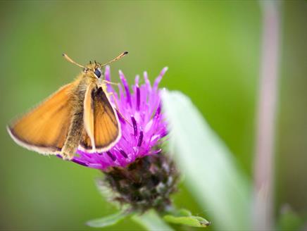 Butterfly Walk
