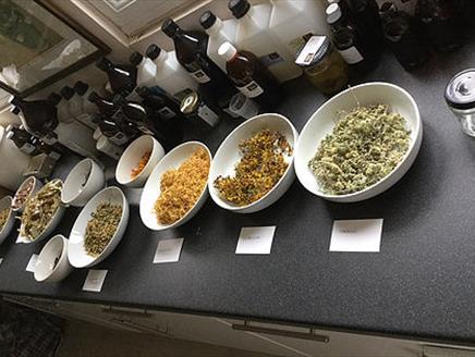 Craft Workshop: Spring Herbs Herbal Remedy Making Workshop and Walk at Itchen Valley Country Park