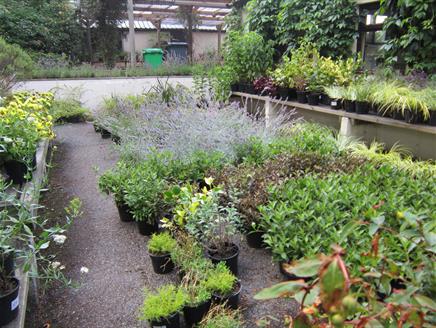 Plant Sale at The Hawk Conservancy Trust