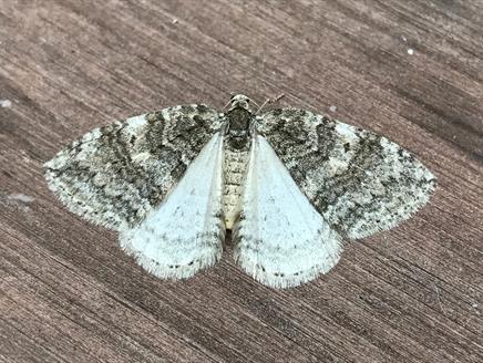 Moth Night at Gilbert White's House
