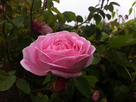 Lymington Open Gardens 2019