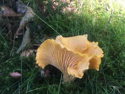 Summer Foraging Course at Queen Elizabeth Country Park