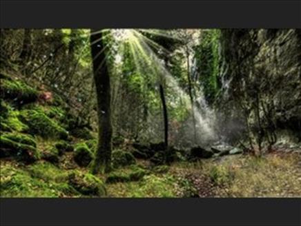 In the Enchanted Forest