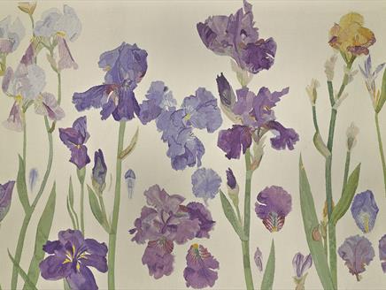 Elizabeth Blackadder: From the Artist's Studio at Willis Museum