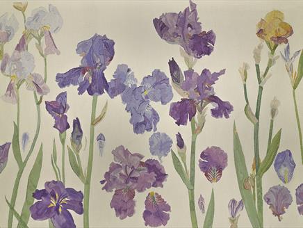 Elizabeth Blackadder: From the Artist's Studio at Winchester Discovery Centre