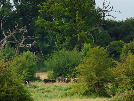 Youth Options Forest School at Itchen Valley Country Park