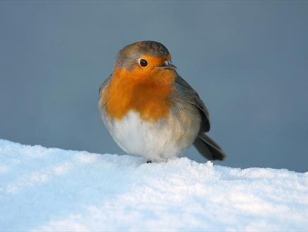 The RSPB Big Garden Birdwatch at Sir Harold Hillier Gardens