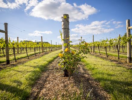 Jenkyn Place Vineyard Tour