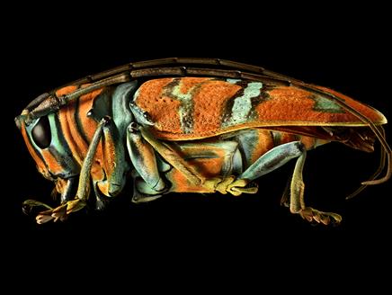 Microsculpture at Willis Museum and Sainsbury Gallery