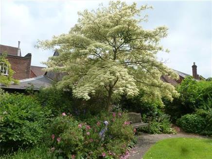 Trees Around the Town at the Allen Gallery