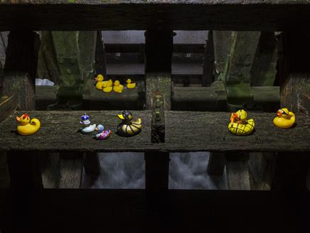 Grand duck race on the River Itchen