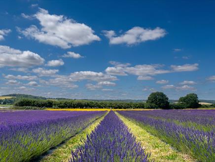 The Lavender Fields