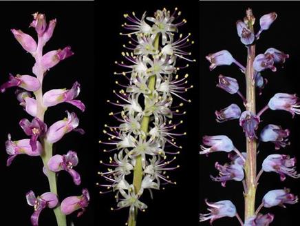 Lachenalia and Orchid Exhibition at Exbury Gardens & Steam Railway