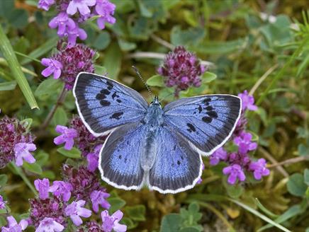 Bring Back the Large Blue at Bombay Sapphire Distillery