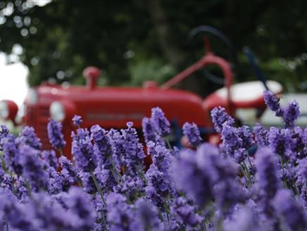 The Lavender Fields Open Days 2018