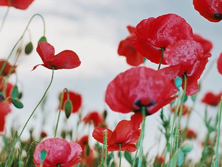 Women War Artists of World War One at Lymington Library