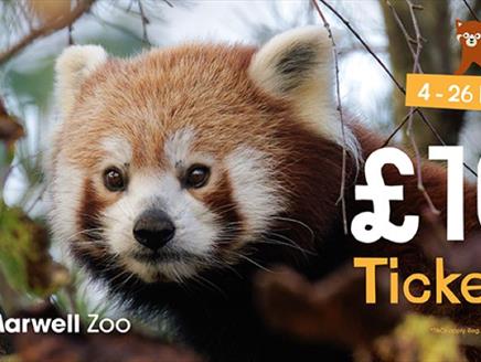Red panda at Marwell Zoo, £10 ticket offer