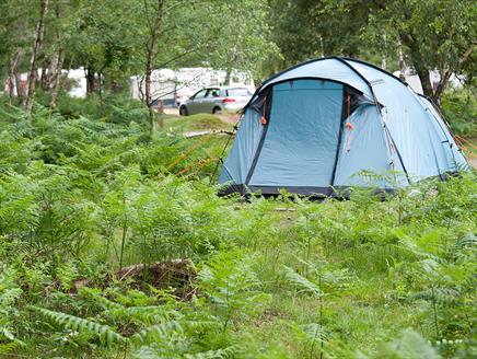Matley Wood Campsite, New Forest