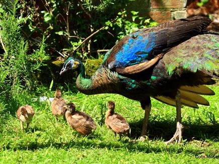 Mother's Day at Birdworld