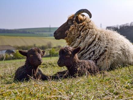 Mother sheep and baby lambs rest at Butser Ancient Farm.