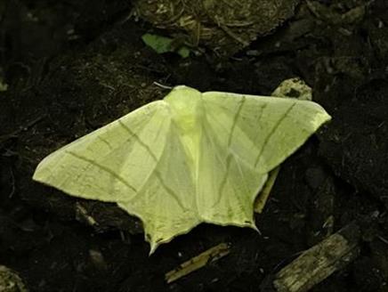 Discovering the Moths of Selborne at Gilbert White's House