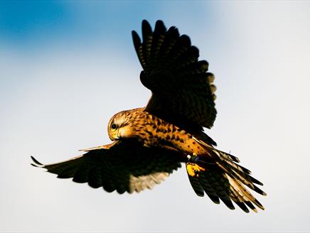 Music on the Wing at The Hawk Conservancy Trust