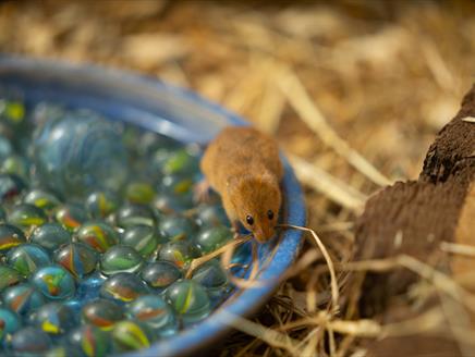 harvest mouse in marbles