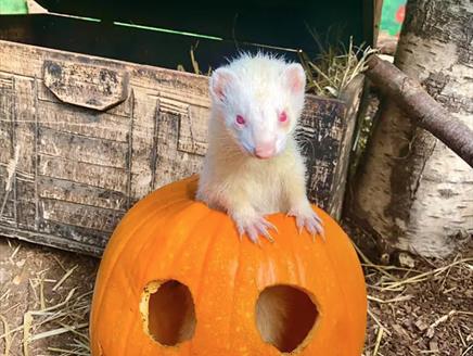 Ferret in a pumpkin