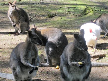 Wild and Wonderful Summer at New Forest Wildlife Park