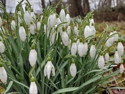 National Gardens Scheme Snowdrop Sunday