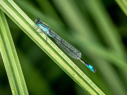 Wildlife spotter challenge at The Vyne