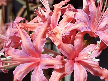 Nerine Exhibition at Exbury Gardens & Steam Railway