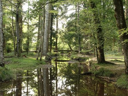 New Forest Walks