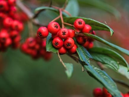 Christmas Wreath Workshop at Sir Harold Hillier Gardens