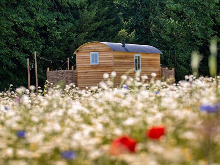 A shepherd's hut in a wildflower meadow at Summerdown