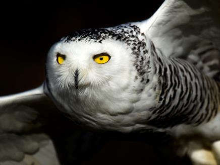 Snowy owl