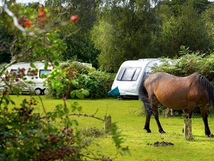 Ocknell Campsite, New Forest: Visit-Hampshire.co.uk
