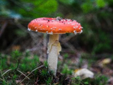 Fungi Exhibition and Walks at Sir Harold Hillier Gardens
