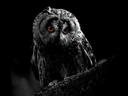 Owl-O-Ween at Hawk Conservancy Trust